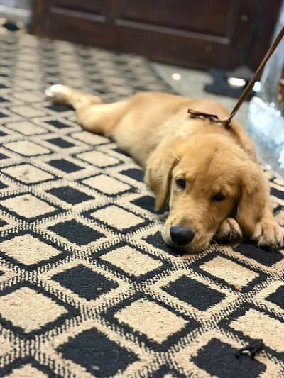 golden retriever