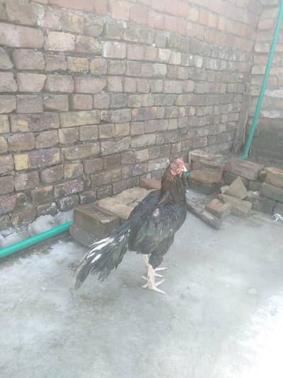 slaeti Madi sawa mushka birds