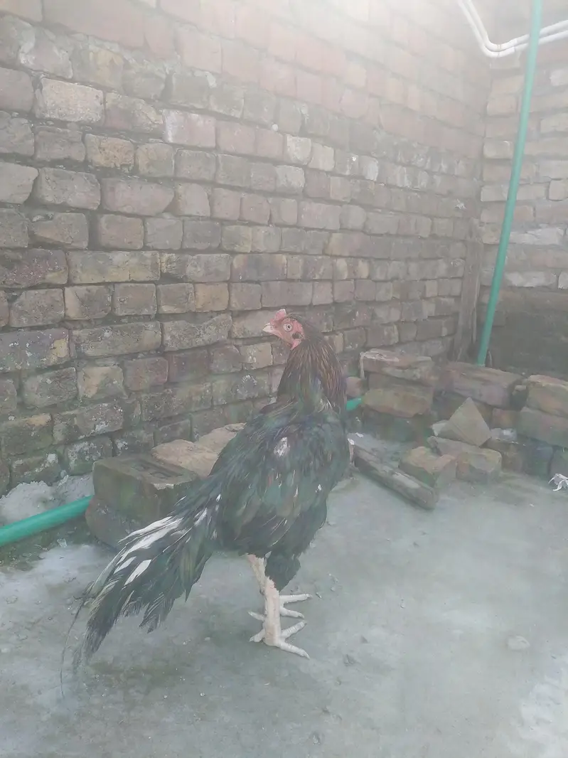 slaeti Madi sawa mushka birds — photo 2