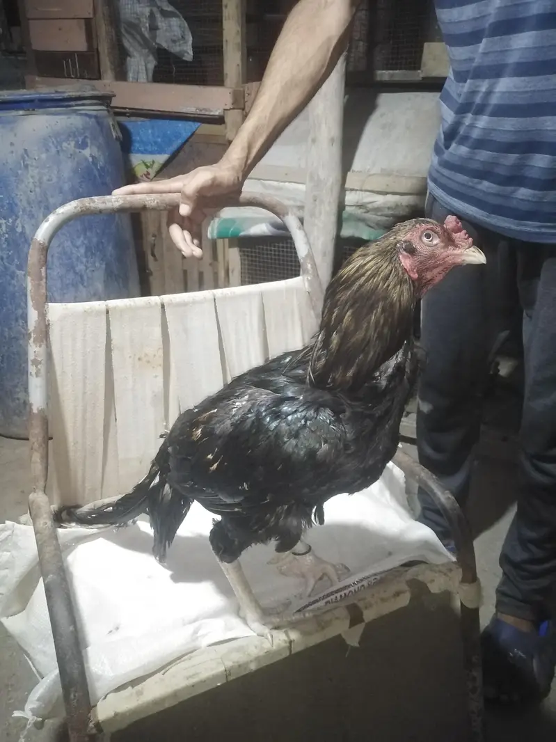 slaeti Madi sawa mushka birds — photo 3