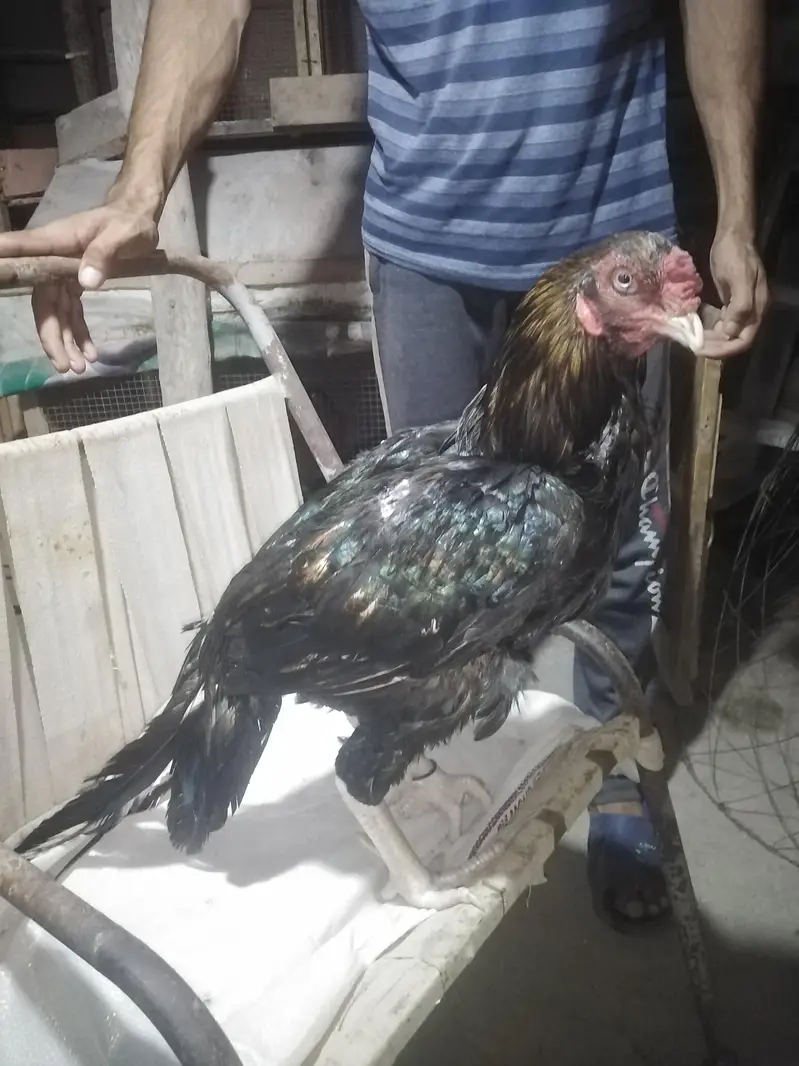 slaeti Madi sawa mushka birds — photo 4