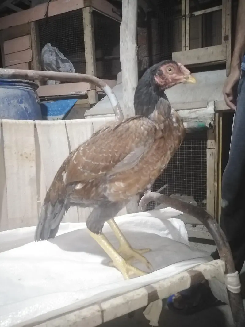 slaeti Madi sawa mushka birds — photo 5