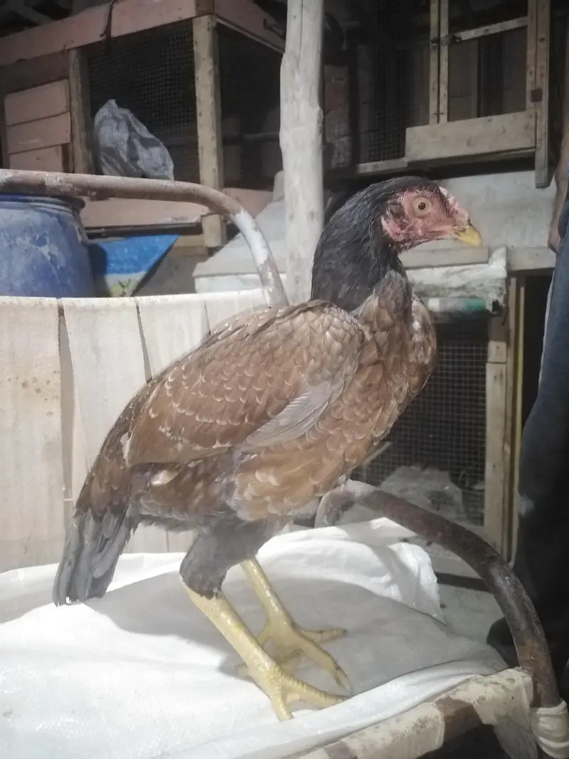 slaeti Madi sawa mushka birds — photo 6