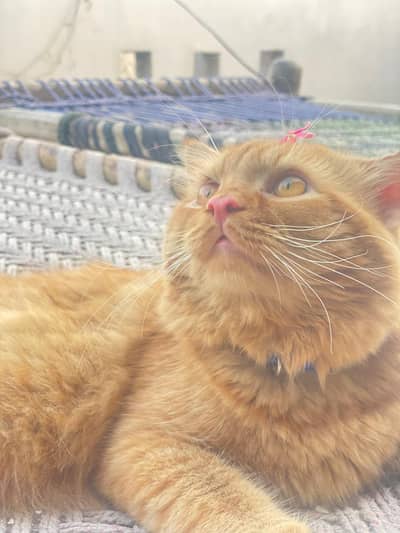 Cats For sale Beautiful Ginger Orange Long Hair Cat – Persian Mix