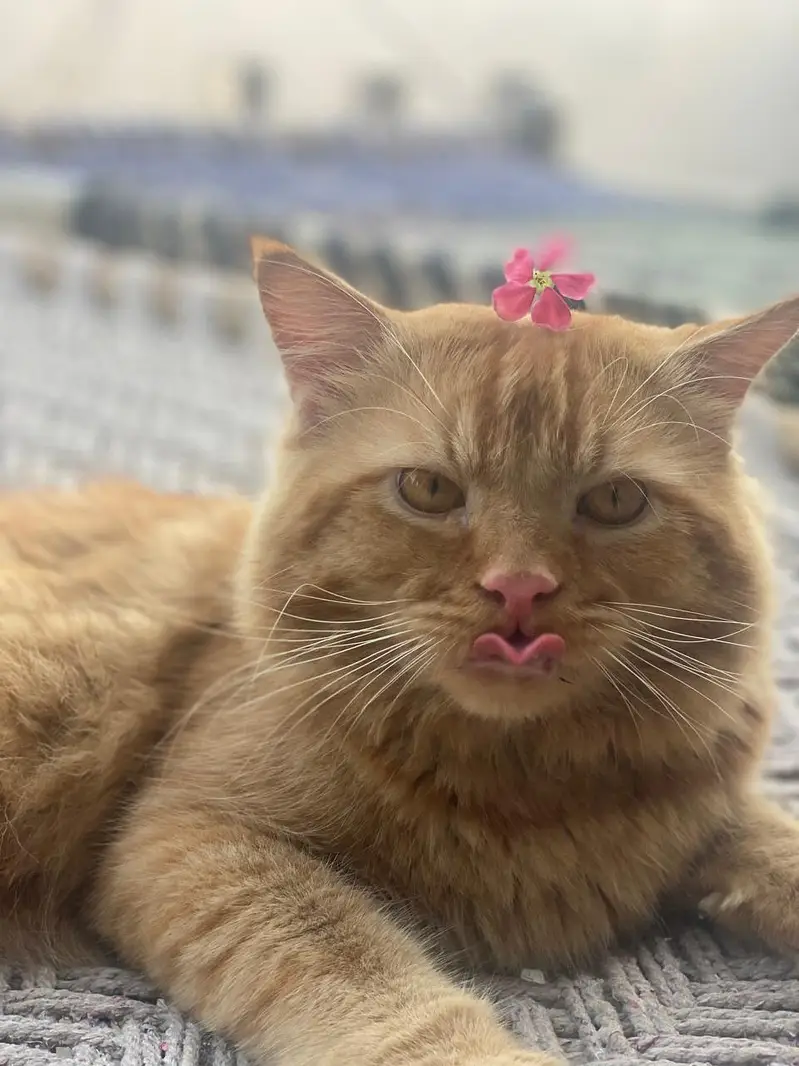 Cats For sale Beautiful Ginger Orange Long Hair Cat – Persian Mix — photo 2