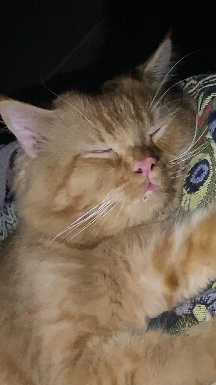 Cats For sale Beautiful Ginger Orange Long Hair Cat – Persian Mix — photo 3
