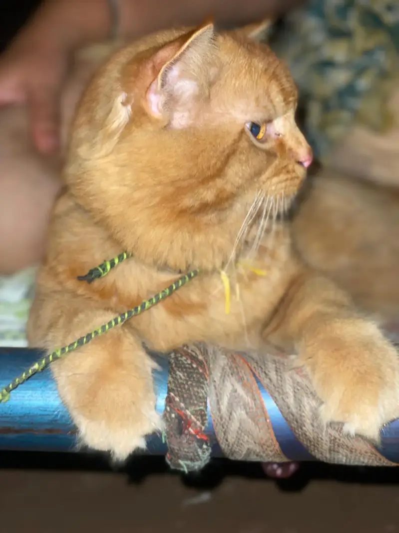 Cats For sale Beautiful Ginger Orange Long Hair Cat – Persian Mix — photo 4