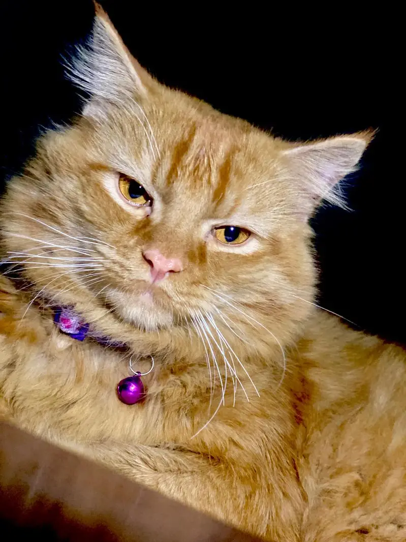 Cats For sale Beautiful Ginger Orange Long Hair Cat – Persian Mix — photo 5
