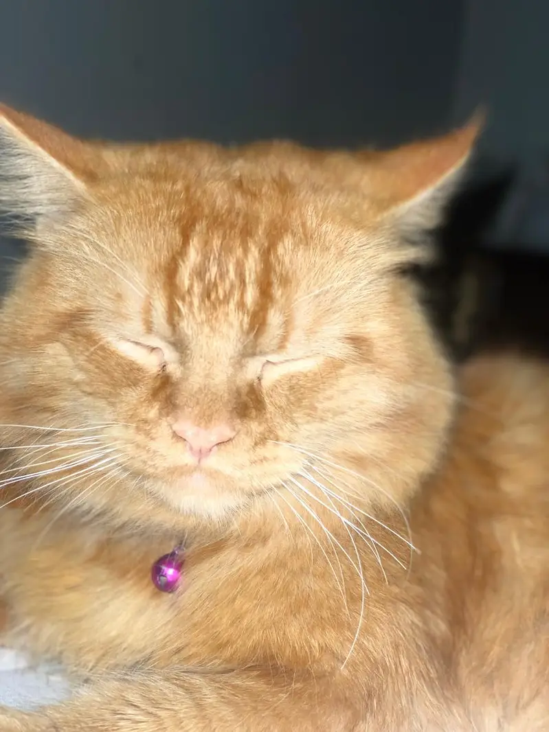 Cats For sale Beautiful Ginger Orange Long Hair Cat – Persian Mix — photo 6