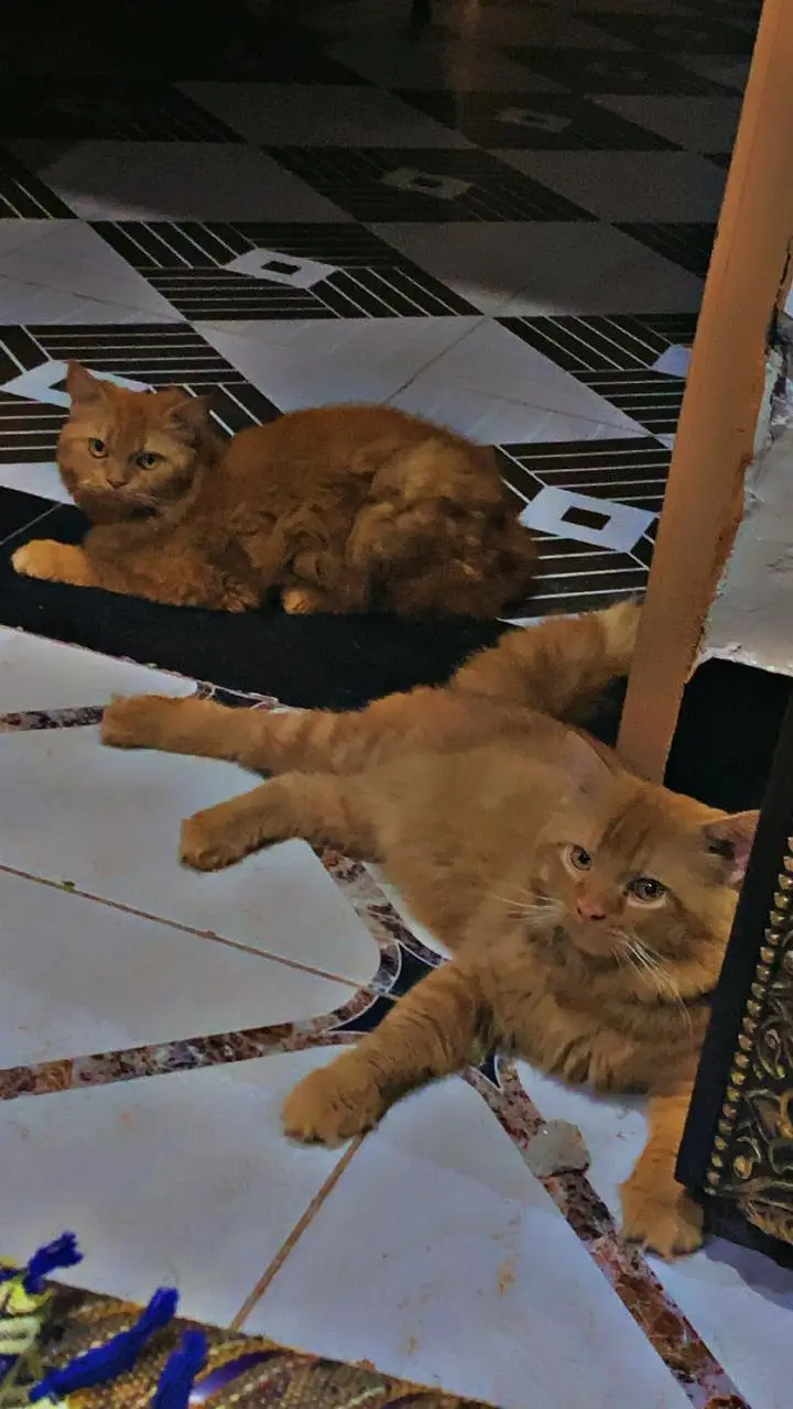 Cats For sale Beautiful Ginger Orange Long Hair Cat – Persian Mix — photo 7