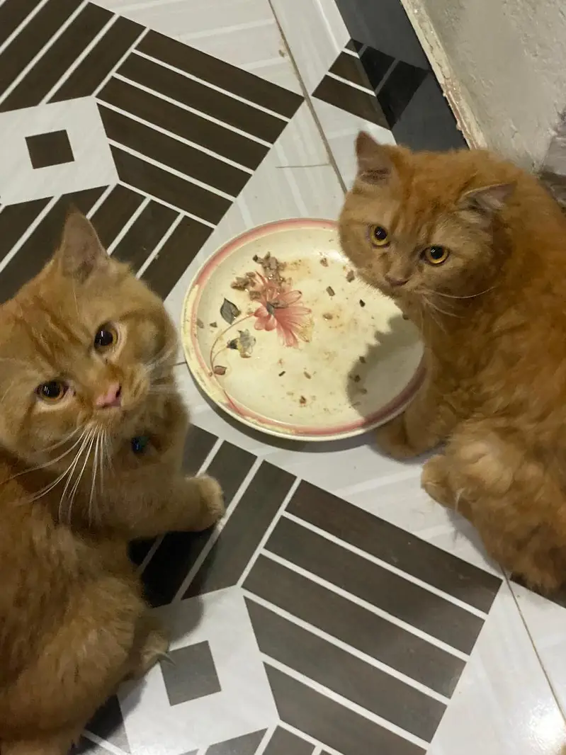 Cats For sale Beautiful Ginger Orange Long Hair Cat – Persian Mix — photo 8