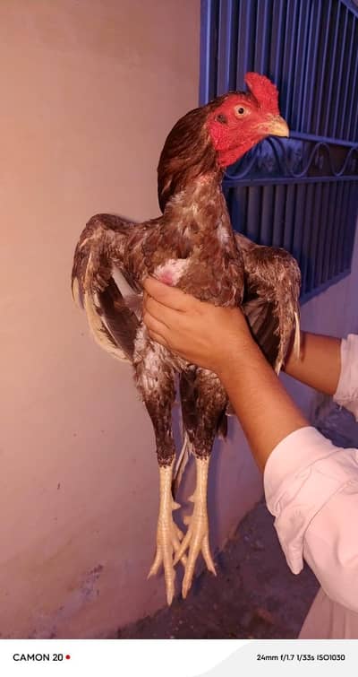 salata high quality murga for sale