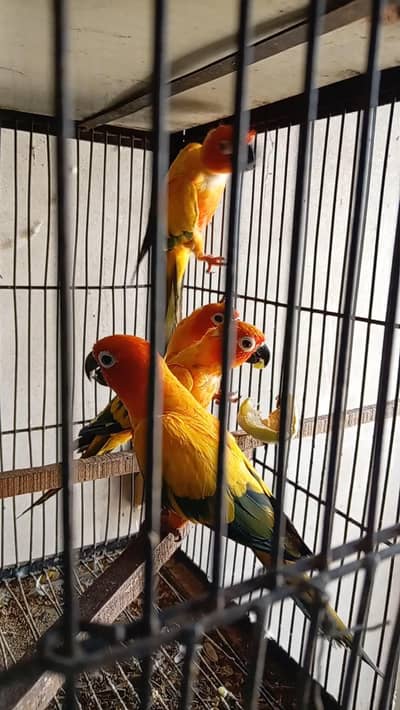 DNA Sunconure Extreme  Red Factor Extra 2  Females