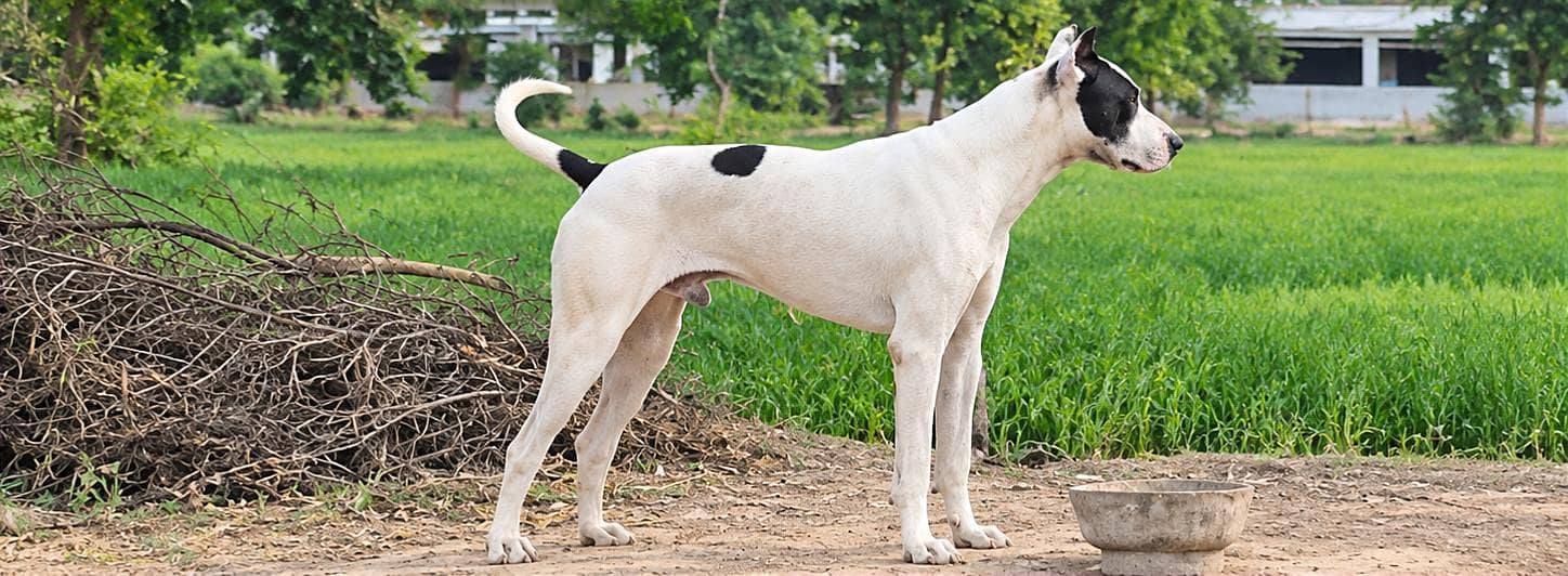 bully dog 1