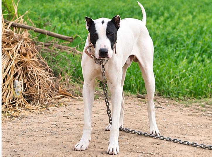 bully dog 3