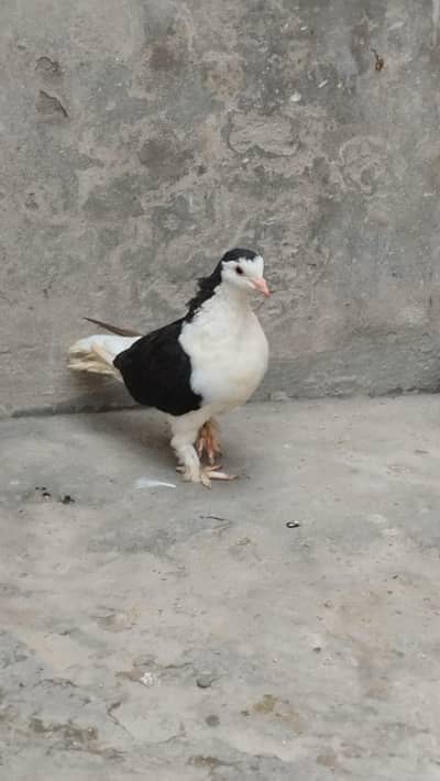 Pigeons available
