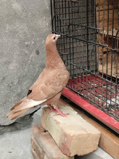Pigeons available