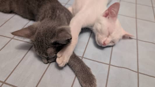 Persian and Russian Blue Kittens