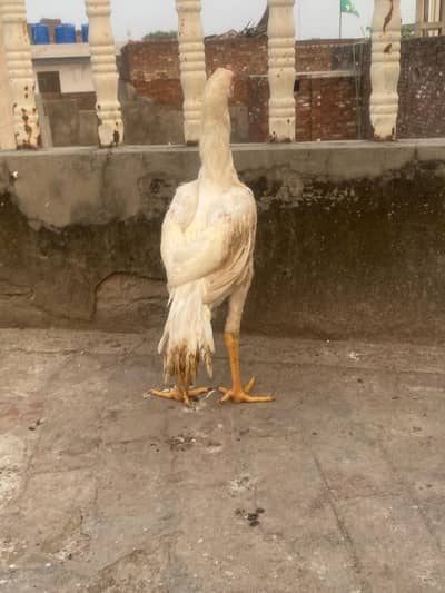 white shamo