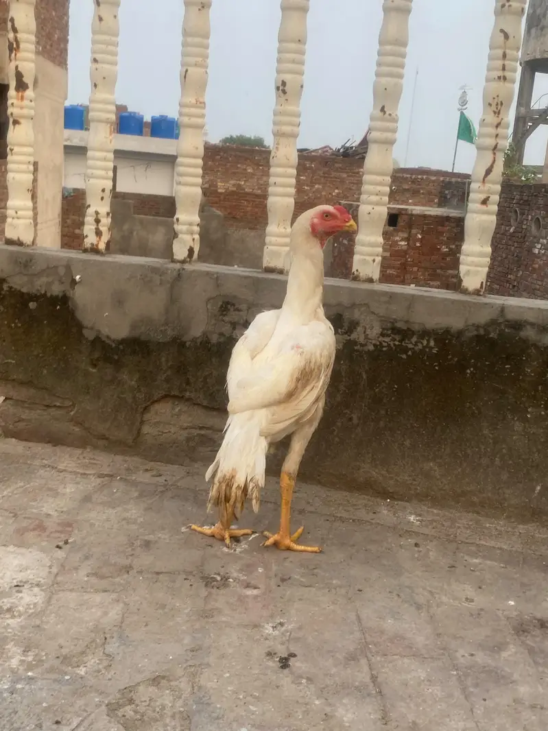 white shamo — photo 2