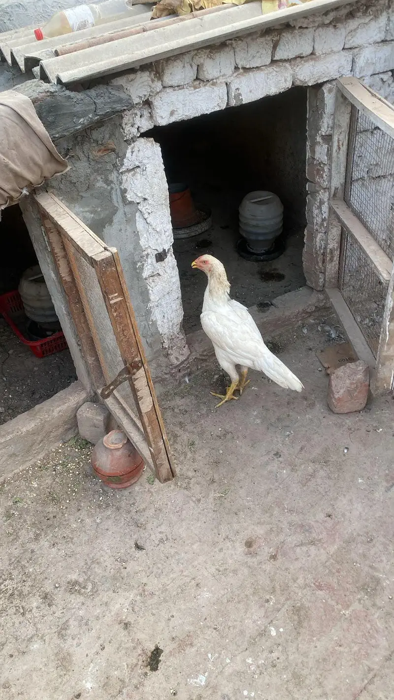 white shamo — photo 3