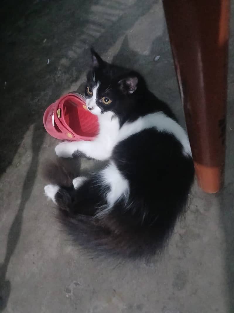 Two cats 0