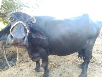 bufflao with Katti 7.8 letter milk daily