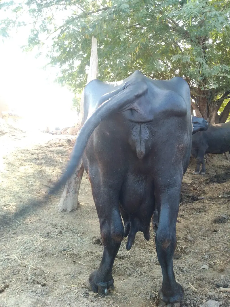 bufflao with Katti 7.8 letter milk daily — photo 2