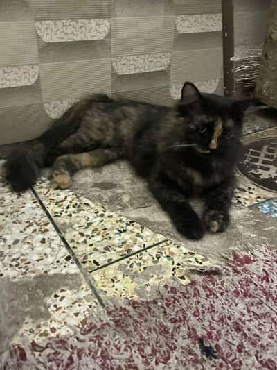 percian cat black and brown  for sale