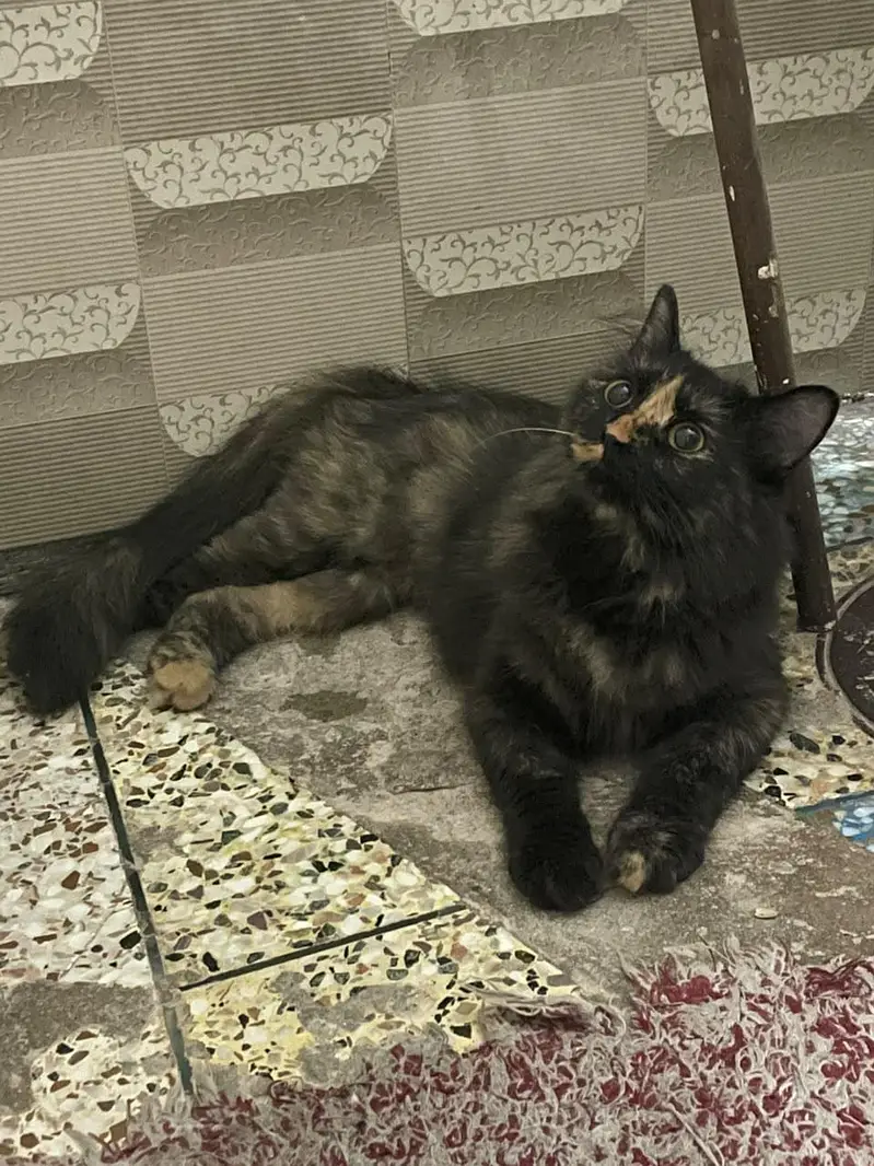 percian cat black and brown  for sale — photo 2
