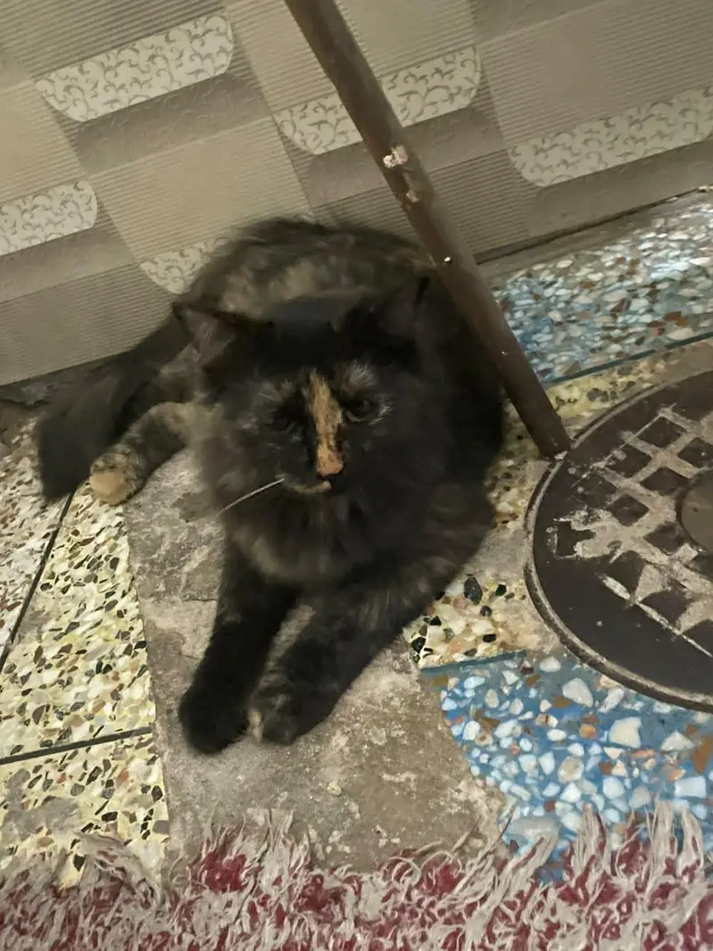percian cat black and brown  for sale — photo 3