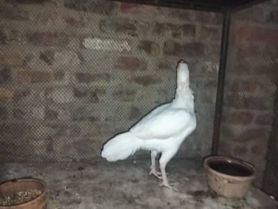 selling aseel heera pair
