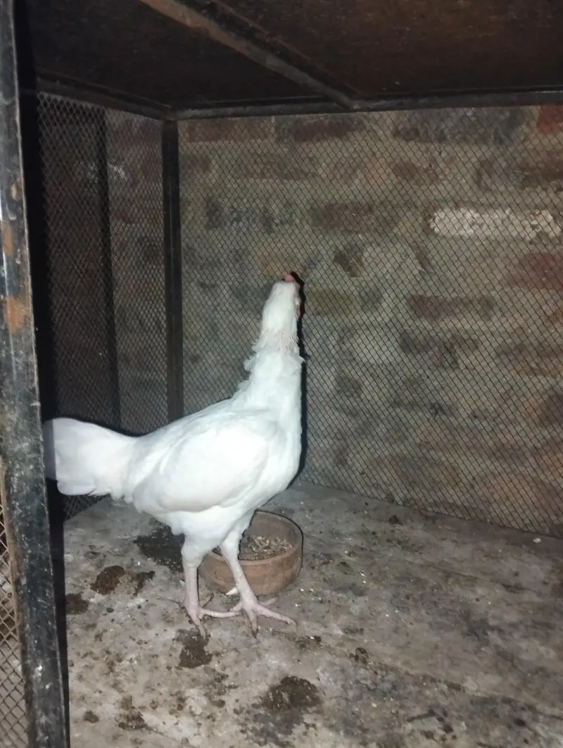 selling aseel heera pair — photo 2
