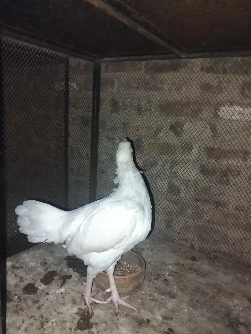 selling aseel heera pair — photo 3
