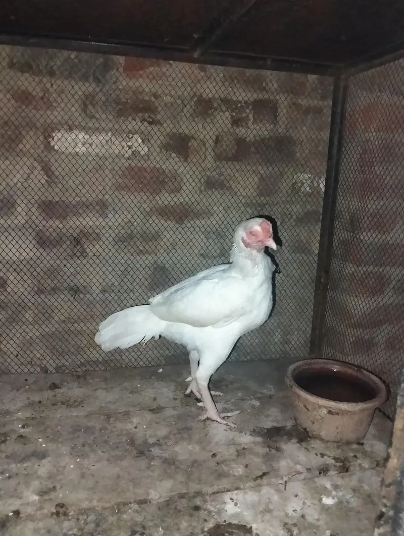 selling aseel heera pair — photo 4