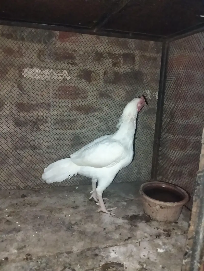 selling aseel heera pair — photo 5