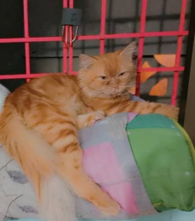 Persian male cat available for adoption