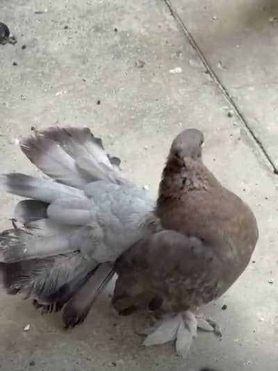 English Fantail Female For Sale / Arifwala