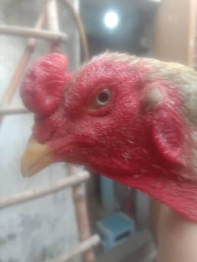 healthy white aseel murgha breeder heera sufaid