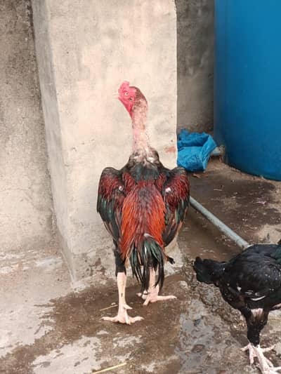 Bohat acha bird ha