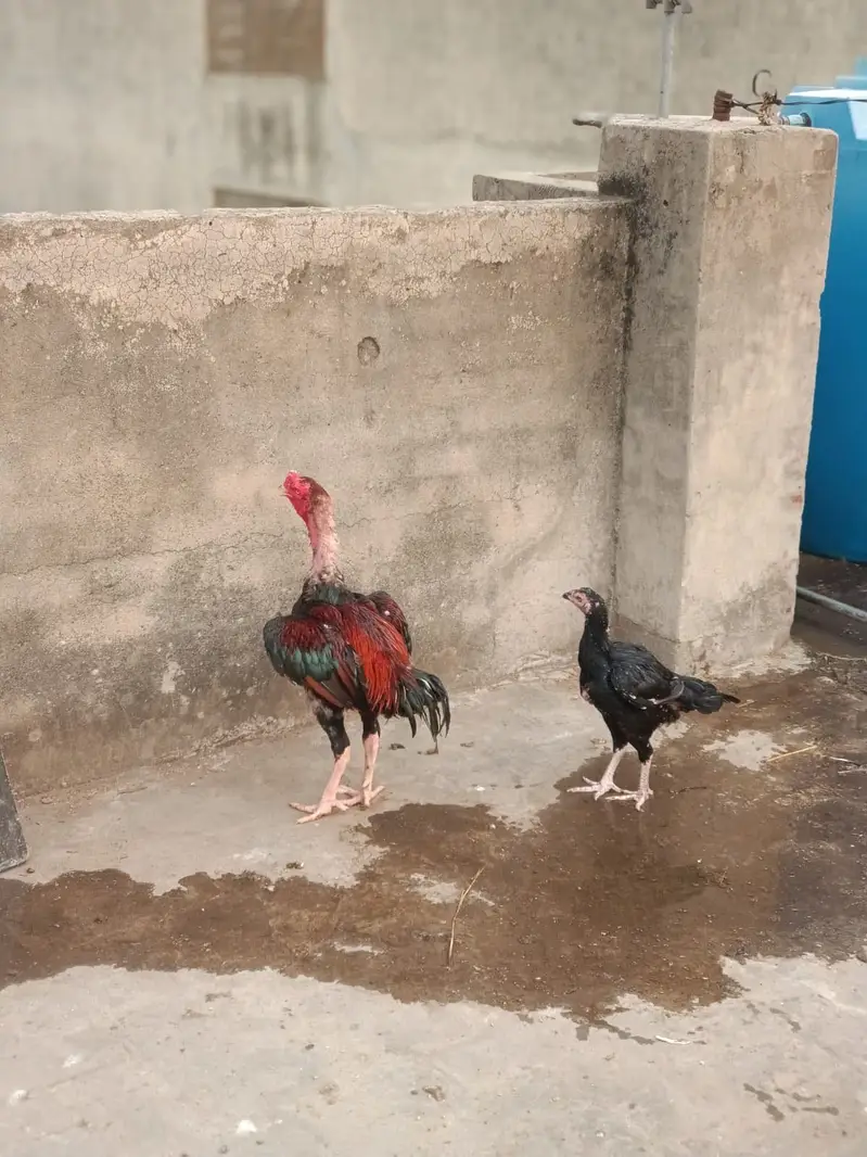 Bohat acha bird ha — photo 3