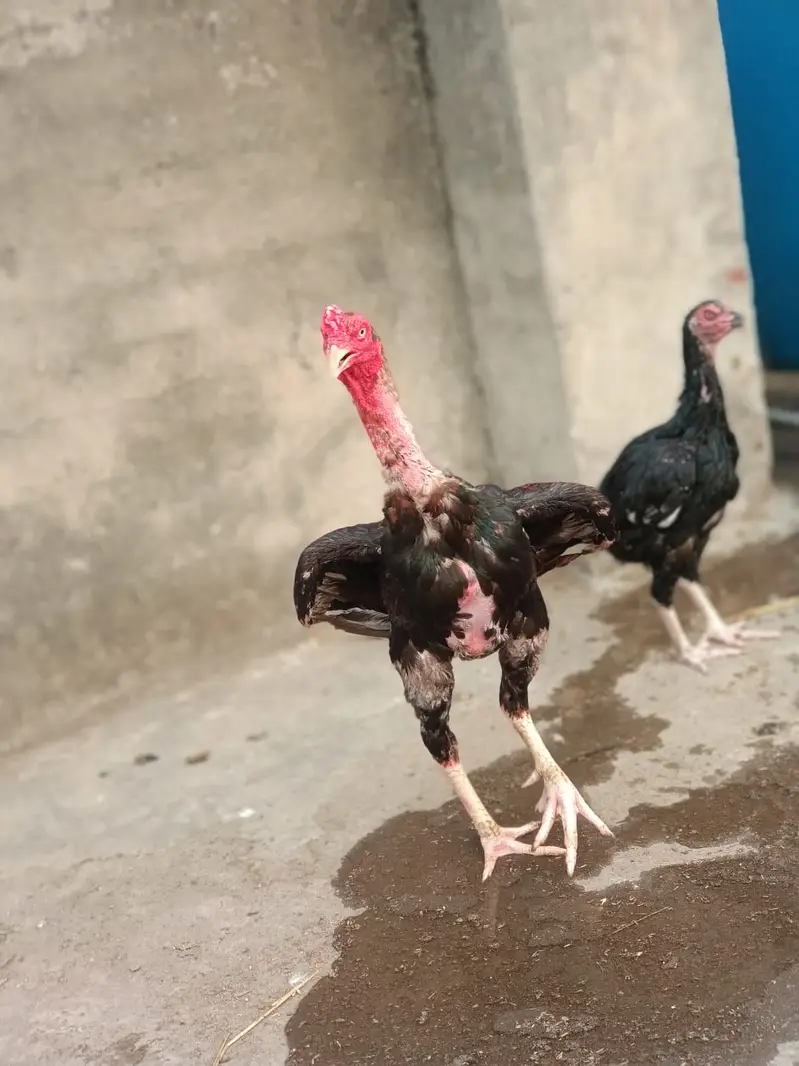 Bohat acha bird ha — photo 4