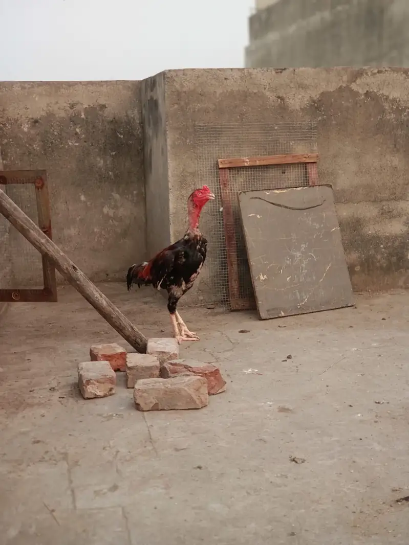 Bohat acha bird ha — photo 5