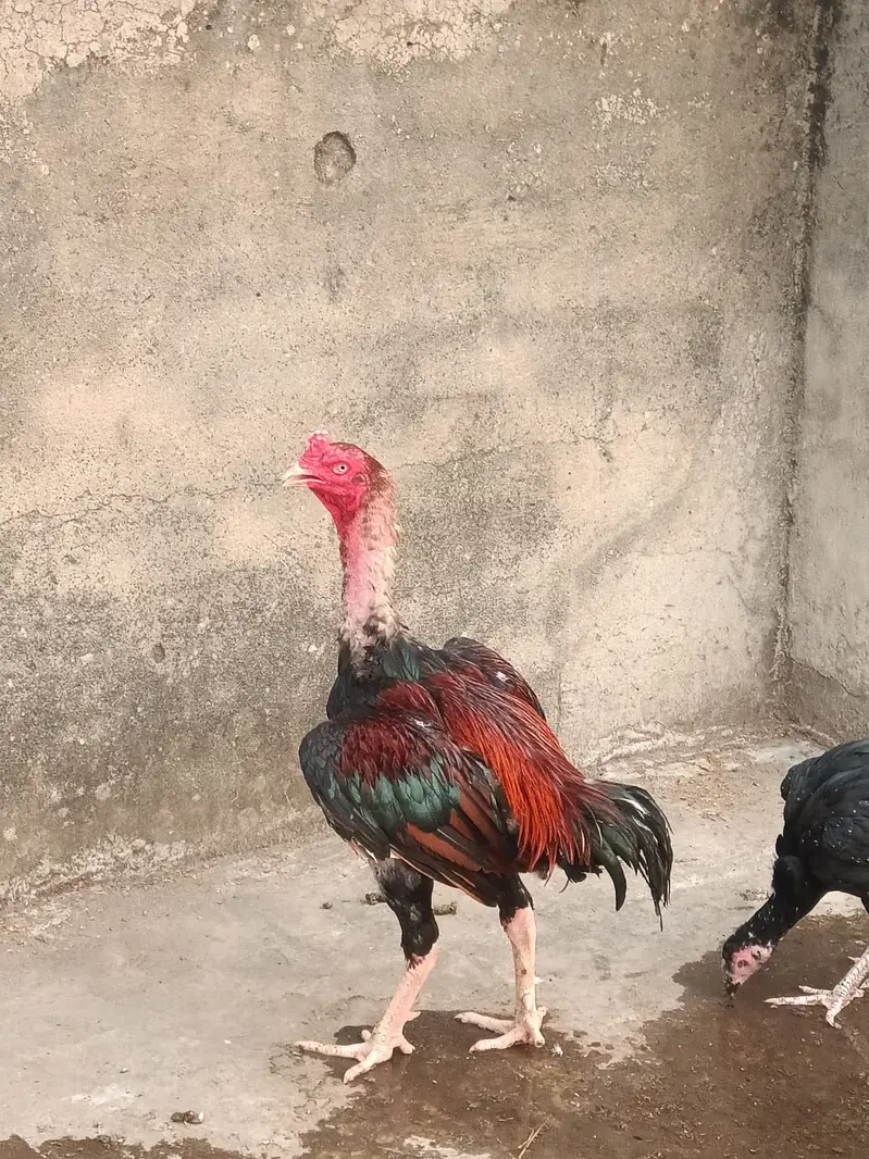 Bohat acha bird ha — photo 6