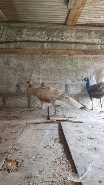 peacock breedar pairs