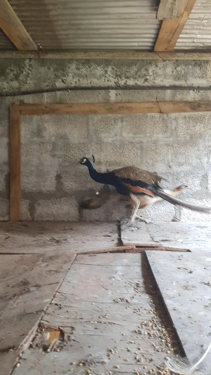 peacock breedar pairs — photo 2
