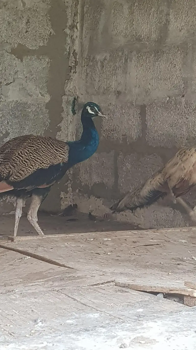 peacock breedar pairs — photo 3