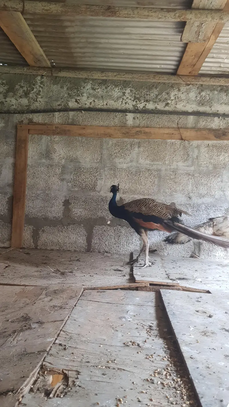 peacock breedar pairs — photo 4