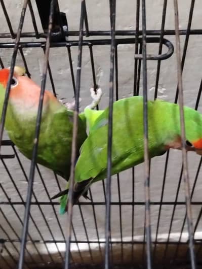 breader pair ha rozi coli or blue Love bird ficher