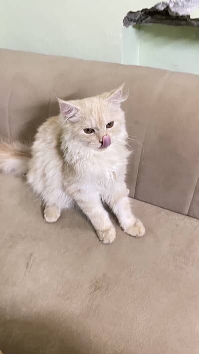 cute persian cat | well trained